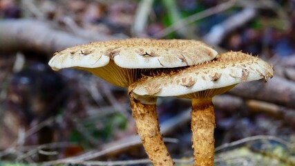 Pilze im herbstlichen Wald