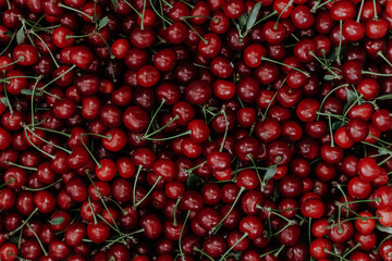 Close up of pile of ripe cherries with stalks and leaves. Large collection of fresh red cherries. 