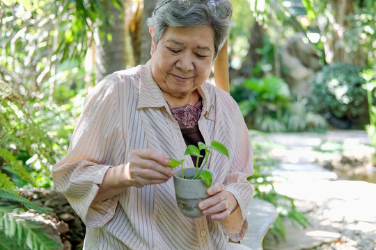 Old Asian Elderly Senior Elder Woman Checking Plant In Garden