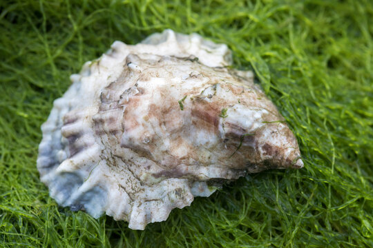 close up of oyster on bed of green seaweed