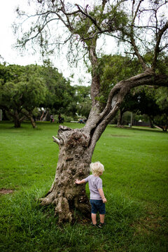 Two Year Old Touching Tree Looking Out into Park