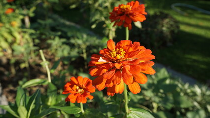 Three orange zinnia flowers lined with green leaves give a beautiful impression of a park in the middle of the city.