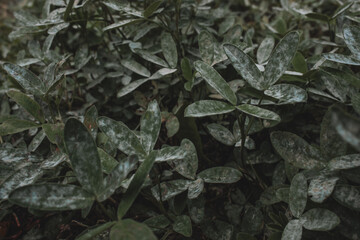 green moss on the ground