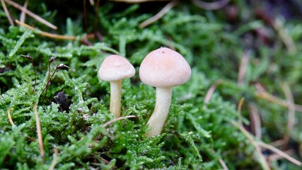 Pilze im herbstlichen Wald