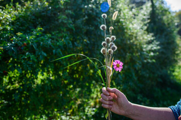 Fototapeta na wymiar a small bouquet of dried flowers and flowers in a woman's hand. Selective focus