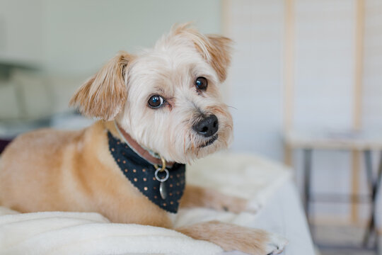 Cute dog wearing bandana resting on a bed