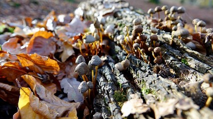 Pilze im herbstlichen Wald