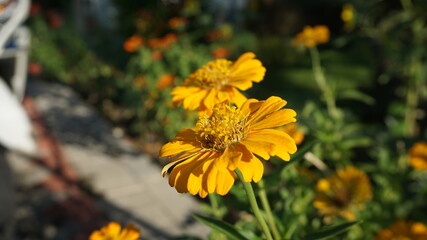yellow zinnia in summer