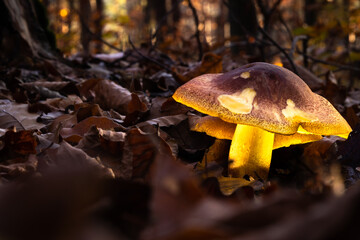 Glowing yellow mushroom