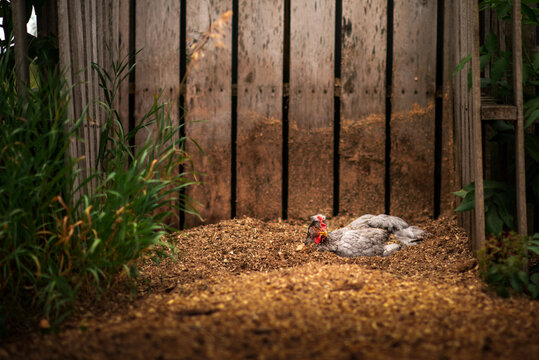 olive egger chicken dust bathing in compost
