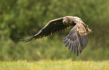White tailed eagle ( Haliaeetus albicilla )