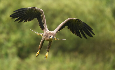 White tailed eagle ( Haliaeetus albicilla )