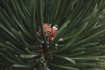 Fototapeta premium pine