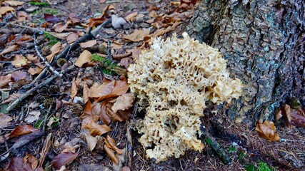 Pilze im herbstlichen Wald