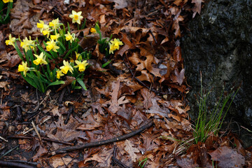 Raindrops on yellow flowers blooming with Dead leaves around