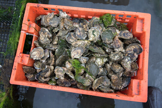 orange crate with oysters in it