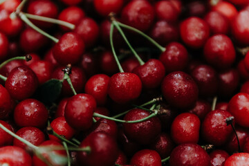 Close up of pile of ripe cherries with stalks and leaves. Large collection of fresh red cherries. 