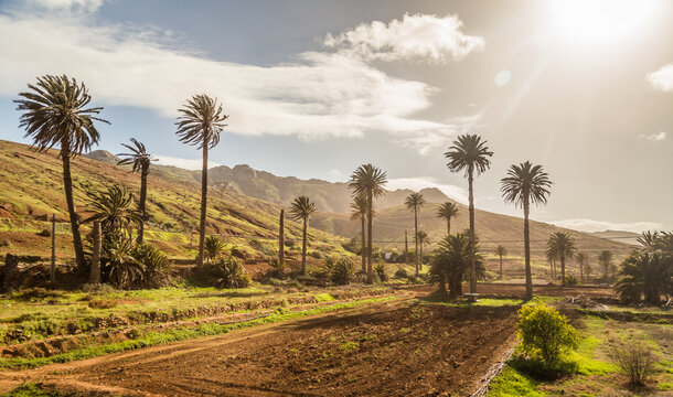 Landscape with palm trees in Vega de Rio Palmas in Fuerteventura, Canary Islands, Spain.