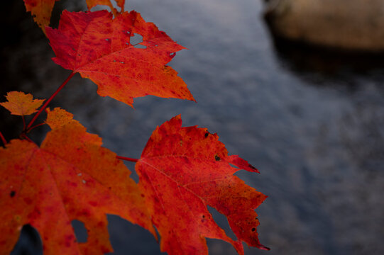Fall Foliage in New Hampshire
