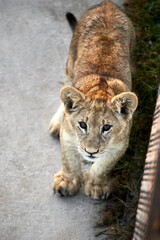 Naklejka premium Portrait of a cub lion in the zoo, close up