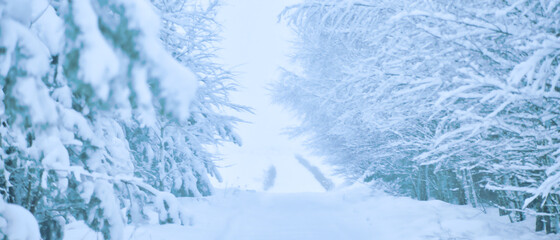 Zaśnieżona droga w zimie © michalsen