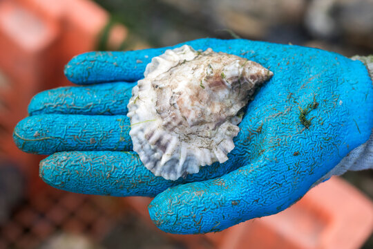 close up gloved hand holding oyster