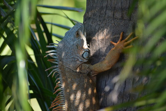 Iguana trepando palma