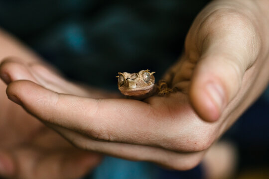 Baby crested gecko in young boy's hand