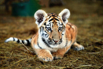 Portrait of a beautiful little tiger cub at the zoo, close up