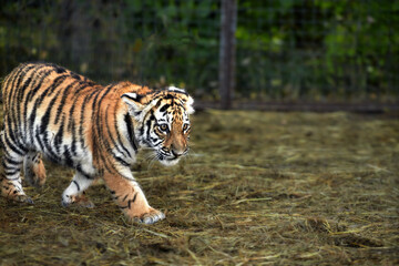 Fototapeta na wymiar Portrait of a beautiful little tiger cub at the zoo, close up