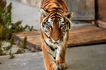 Beautiful big tiger isolated on dark background, close-up portrait