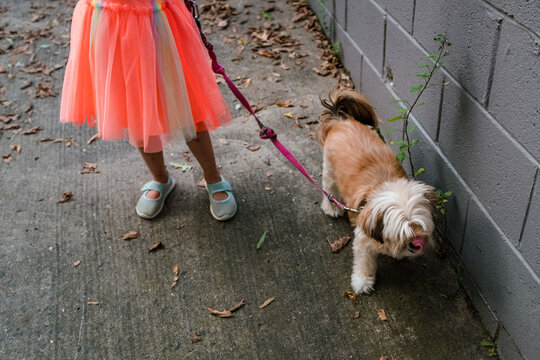 girl in orange dress and blue shoes walks small dog