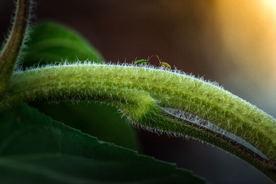two aphids that meet each other on a sunflower stem in the sunlight