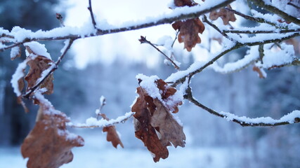 snow covered branches