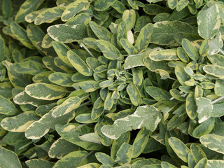 Salvia officinalis 'Icterina' or Common Sage golden 'Icterina', shrubby variegated leaves with pale green and golden-yellow foliage