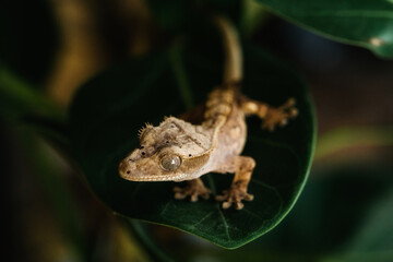 Tint crested gecko on green leaf