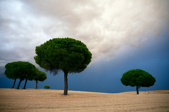 Pinos backlit at sunrise in the natural park of villafafila. Xamora. Land of fields. cerealista Estepa