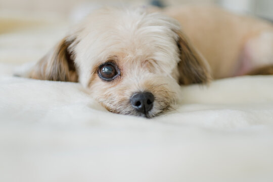 Dog with one eye laying down and looking at camera
