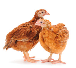 Two brown hen isolated.
