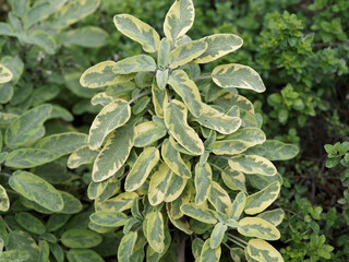 Icterina Golden leaf sage or variegated Common sage (Salvia officinalis)