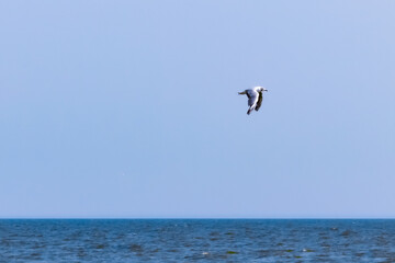 Fototapeta na wymiar White gull flies over blue wavy sea in search of fish