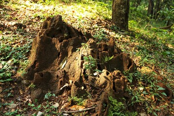 Naklejka na ściany i meble Termites in the forest. State Of Goa. India