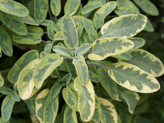 Beautiful Salvia officinalis 'Icterina or Common sage golden, ornamental addition to the herb garden