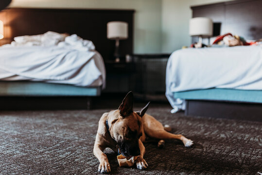 Young German Shepard Mix dog with bone in hotel room in Palm Springs