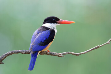 Charming blue bird with red beaks perching on wooden branch over fine blue green background