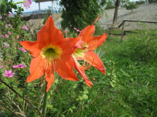 The flowers bloom very beautifully in pink