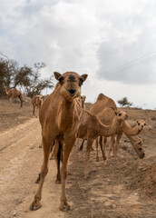 camel in desert