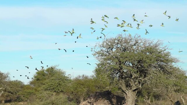 Flock of small parrots on a tree, all fly together at the same time in slow motion.