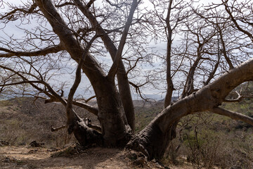 baobab tree in Oman
