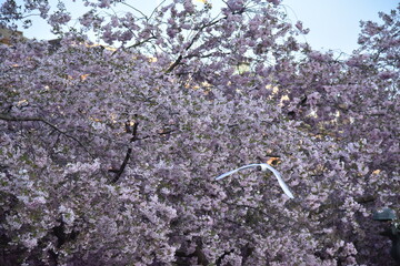 ciliegio in fiore
